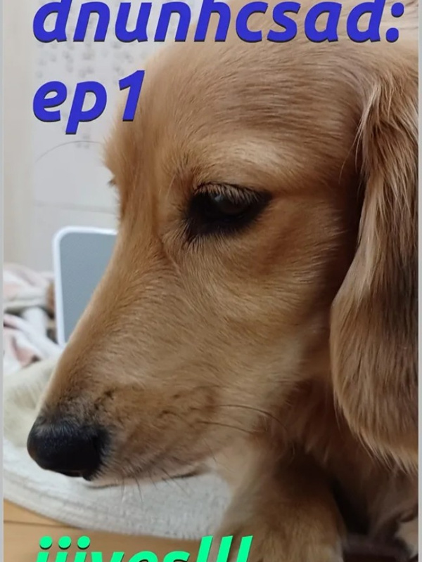 daschund