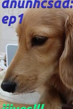 daschund