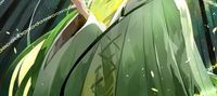 [AU] In Danmachi with A Jujutsu Kaisen System
